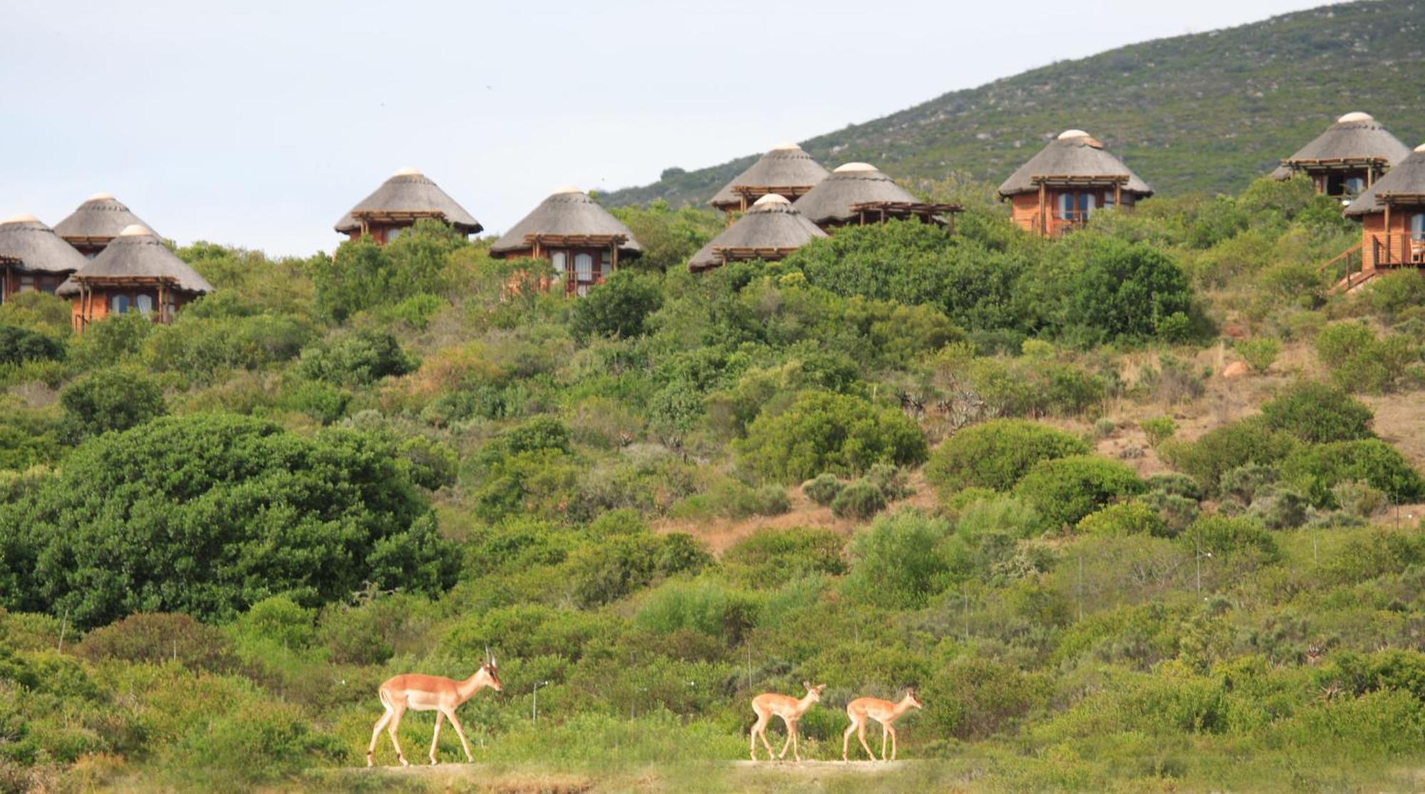 Garden Route Game Lodge Albertinia Exterior foto